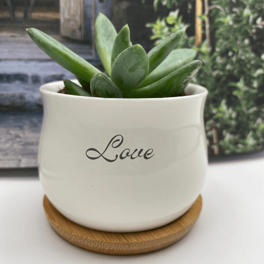 Personalized Ceramic Vessel Succulent Plant With Bamboo Tray - Boxed Bliss Creations