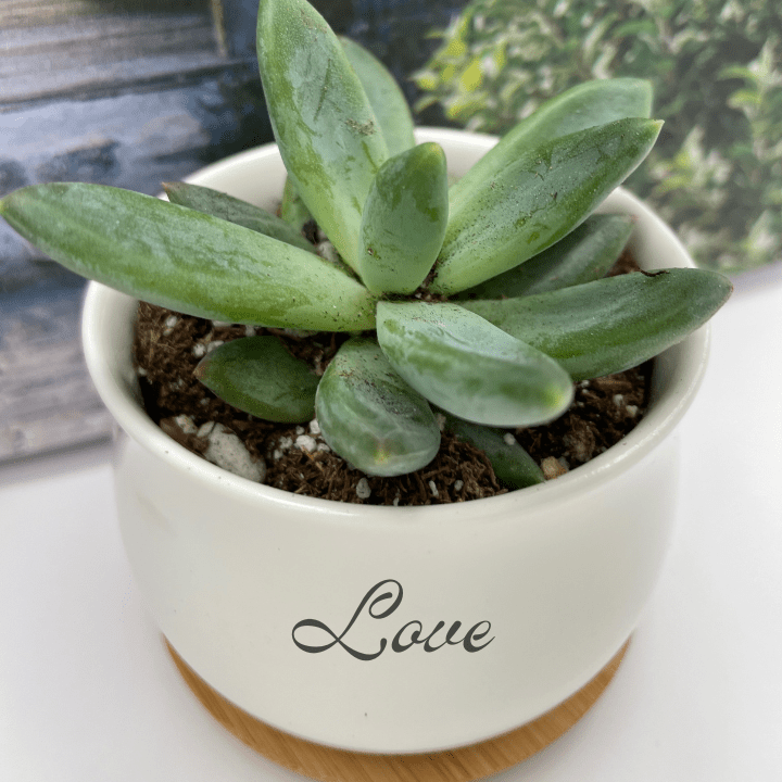 Personalized Ceramic Vessel Succulent Plant With Bamboo Tray - Boxed Bliss Creations